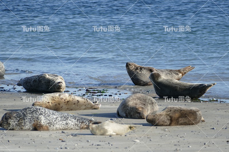 灰色海豹躺在海滩上-黑戈兰