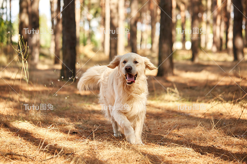 这只狗是森林里的拉布拉多犬。友好的狗。