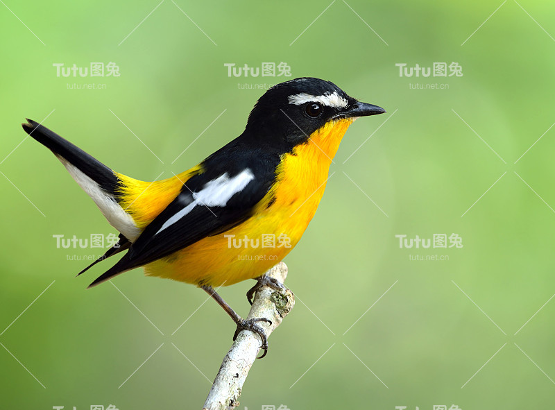 黄臀鹟(Ficedula zanthopygia)是美丽的叶类