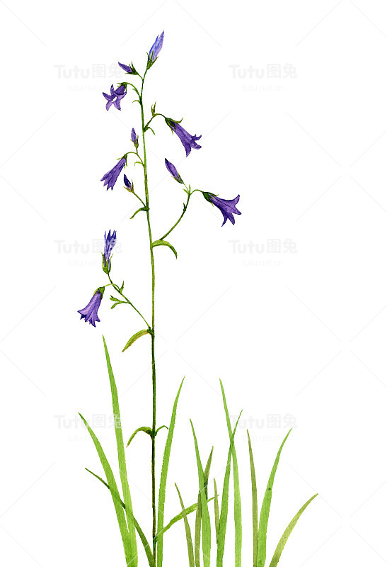 水彩画钟花