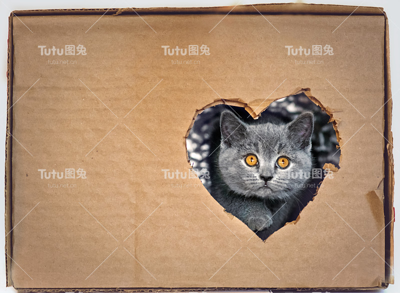 一只苏格兰小猫在玩纸牌