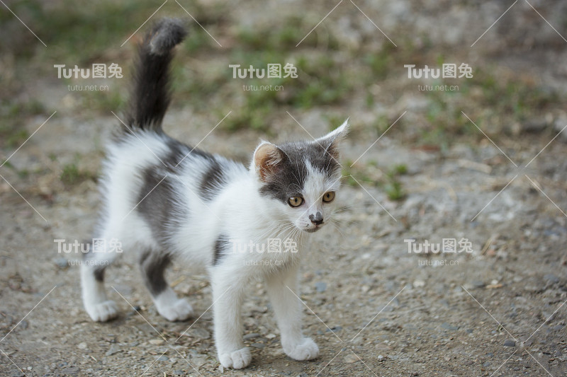 白色灰色斑点无家可归的小猫在自然界。