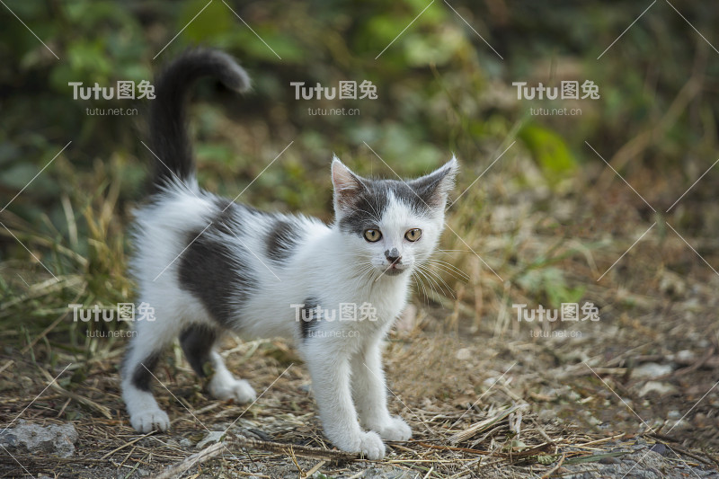 白色灰色斑点无家可归的小猫在自然界。