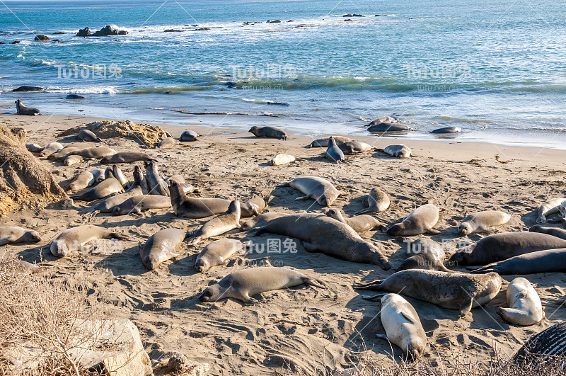 北部象海豹(Mirounga angustirostris)在加利福尼亚海岸晒太阳