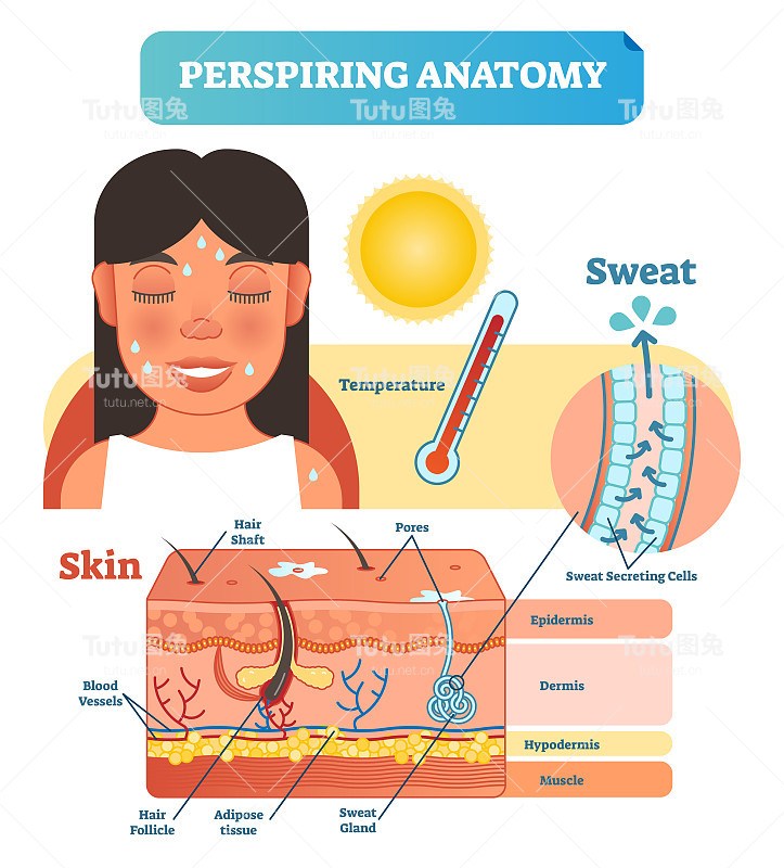 分泌汗液细胞的出汗解剖皮肤横截面矢量图解。