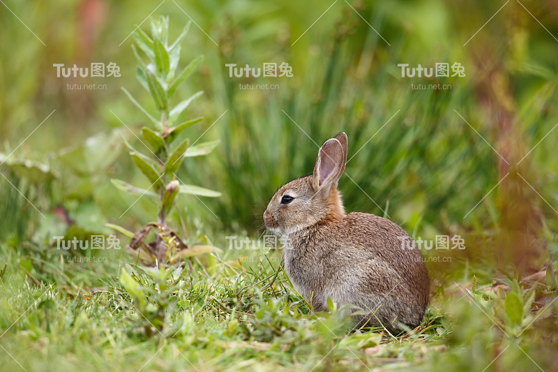 野生欧洲兔子在植被中