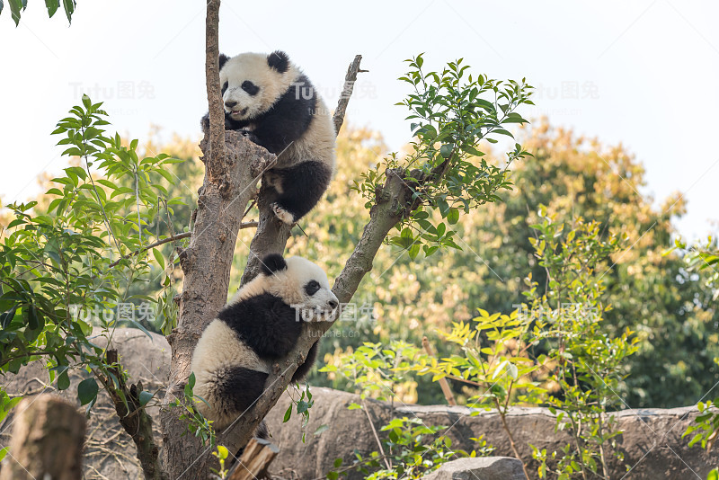 树上的两只熊猫幼崽