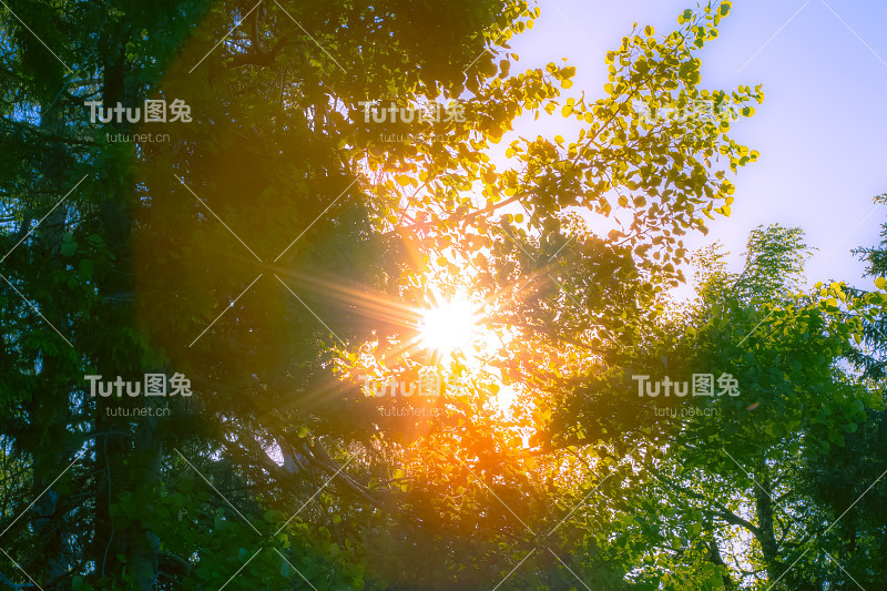 阳光穿过树林。照片来自芬兰索特卡莫。