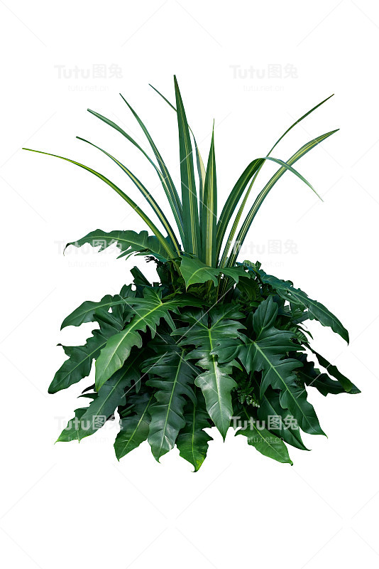 绿色的叶子热带叶植物灌木philodendron，龙齿蕨和蕨类花卉安排自然背景孤立在白色的背景，修剪路径包括。