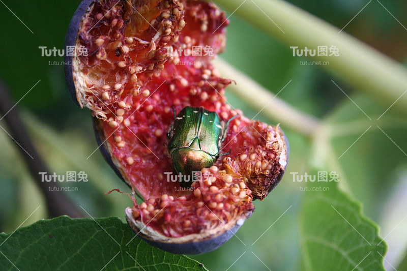 Cetonia dorata。近景玫瑰金龟子甲虫在一个成熟的无花果。