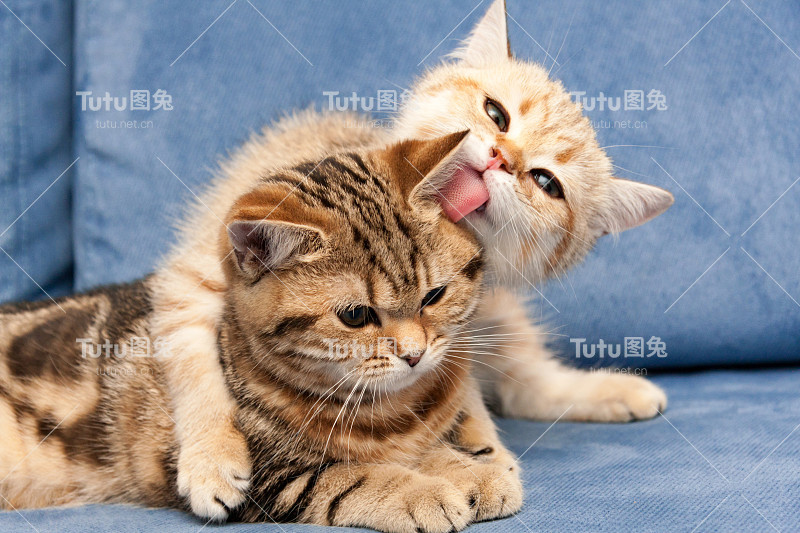 金色的英国小猫爱地拥抱他的女朋友猫