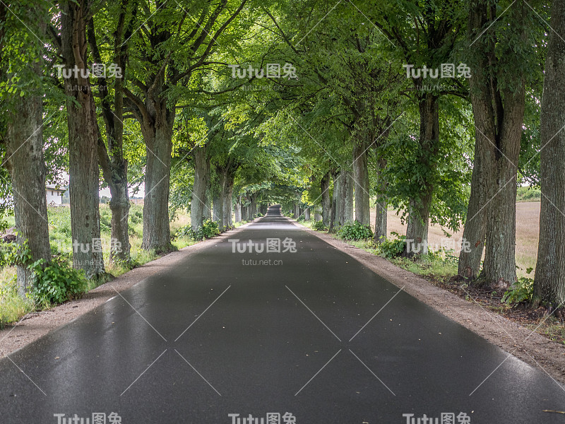 绿树成荫的乡村道路