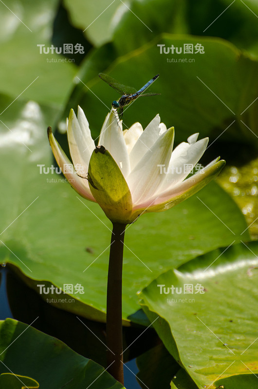 睡莲和蜻蜓