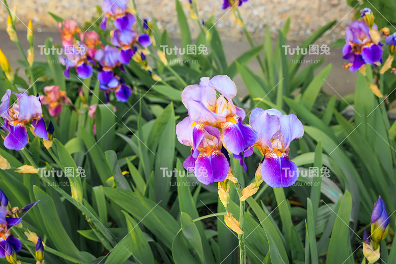 蓝色矢车菊，背景是草和其他矢车菊