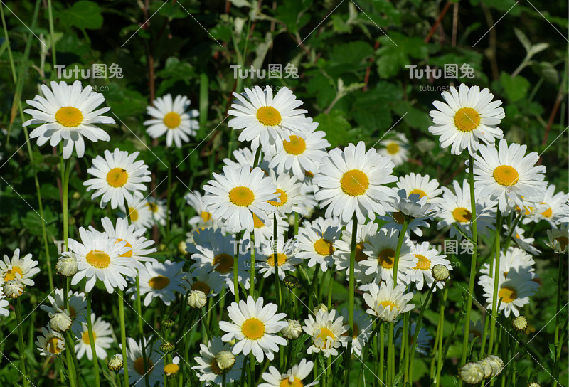 很多花，玛格丽特雏菊看着太阳。