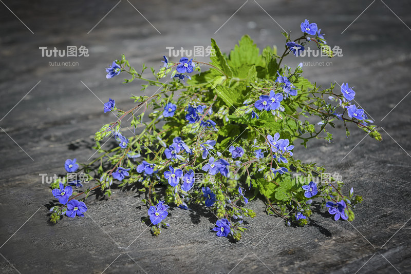 森林蓝色的花以木桌为背景。