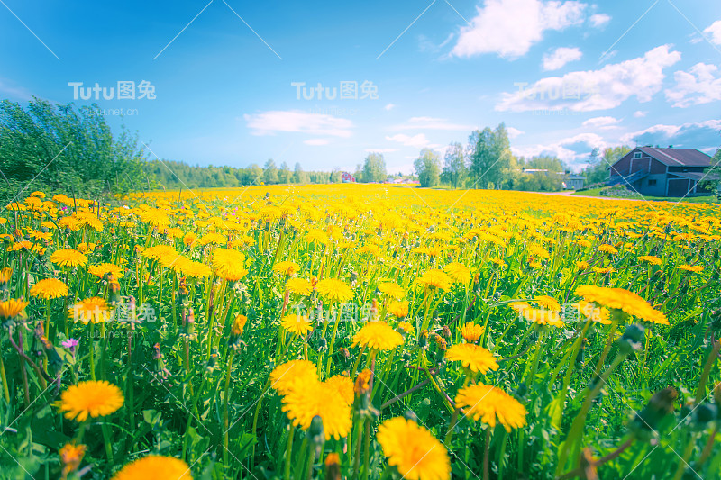 田野里的蒲公英。来自芬兰索特卡莫的照片。