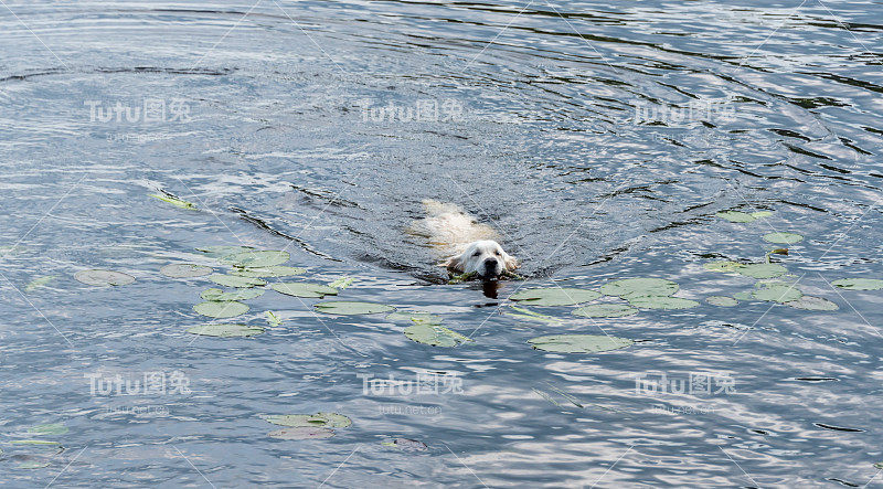冠军白色金毛猎犬在河里游泳