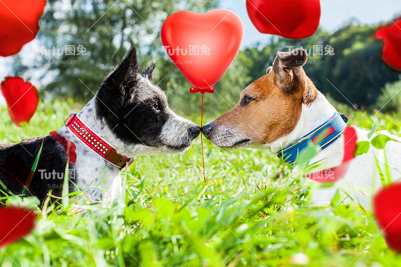 一对爱着情人节的狗