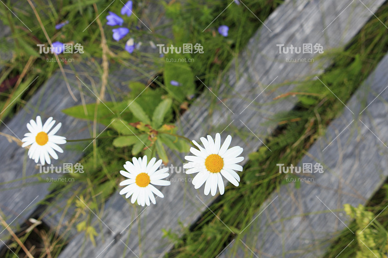 开花草地上的木板