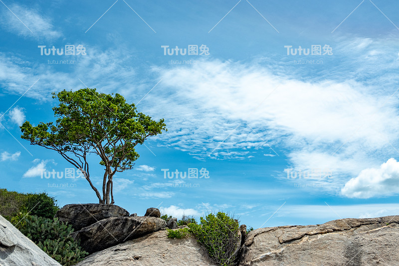 一棵孤零零的树在石山的山顶上