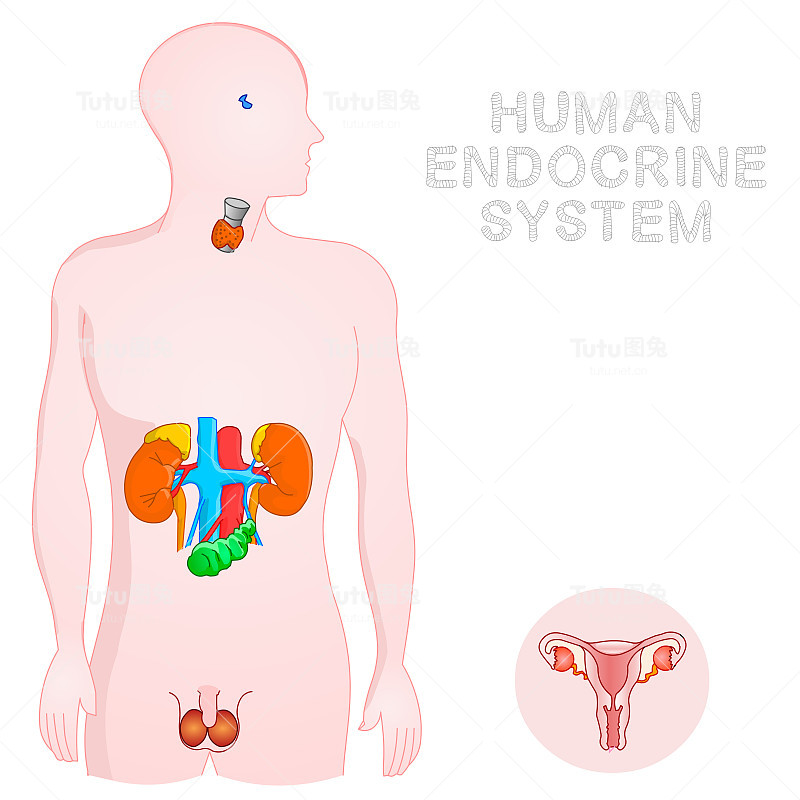 激素、内分泌系统解剖学。内分泌系统各部分，下丘脑，垂体，甲状腺，副甲状腺，肾上腺，松果体，生殖器官，卵巢和睾丸，胰脏。二维向量