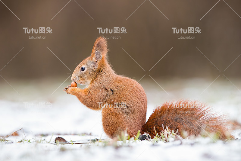 红松鼠(sciurus vulgaris)在雪地上抓着坚果