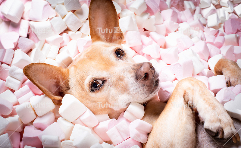 情人节婚礼狗在爱