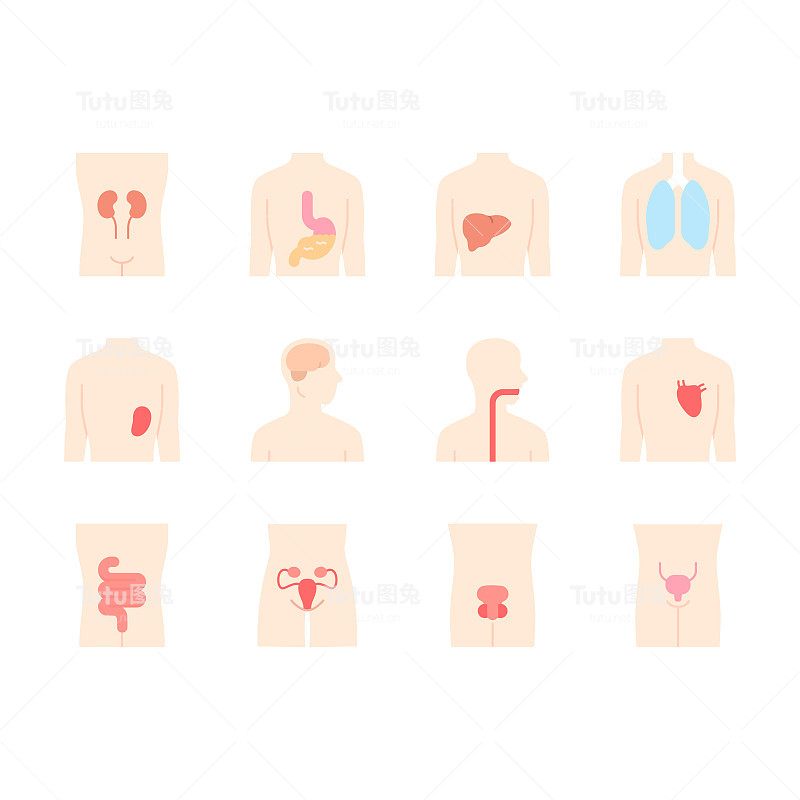 健康人体器官平面设计长阴影颜色图标集。喉咙和肺部健康。心脏和膀胱功能正常。健康的肝脏。矢量剪影插图