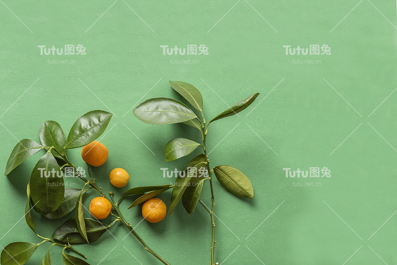 一束橘子树枝和浆果在绿色的背景