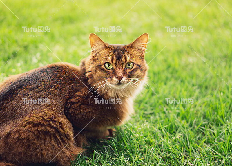 外面草丛里的纯种索马里猫。