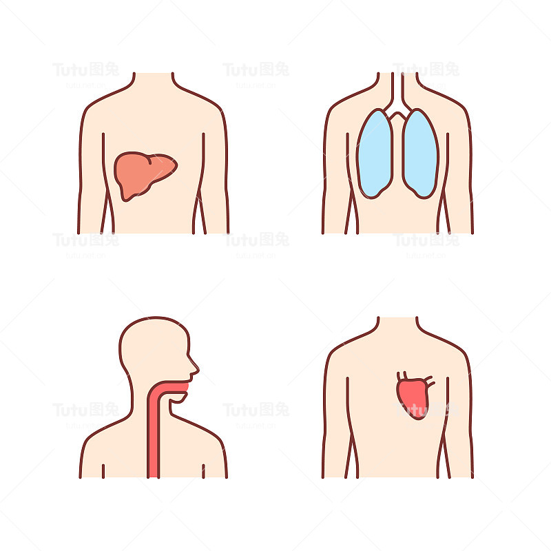 健康人体器官颜色图标集。肝和肺健康。功能的心。健康的喉咙。身体内部部位完好无损。孤立的矢量插图