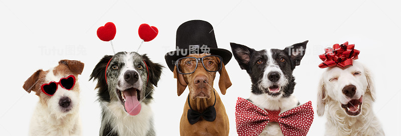 五只庆祝情人节的狗狗头上系着红色的丝带，戴着心形的冠冕或眼镜，戴着高顶礼帽和领结。孤立的白色背景。