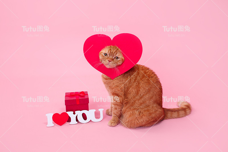 红心英国猫。情人节的概念