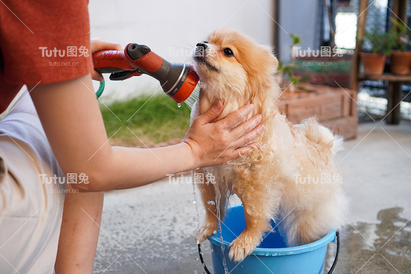 博美犬或小型犬种由主人洗澡，站在放在水泥地板上的蓝色桶里