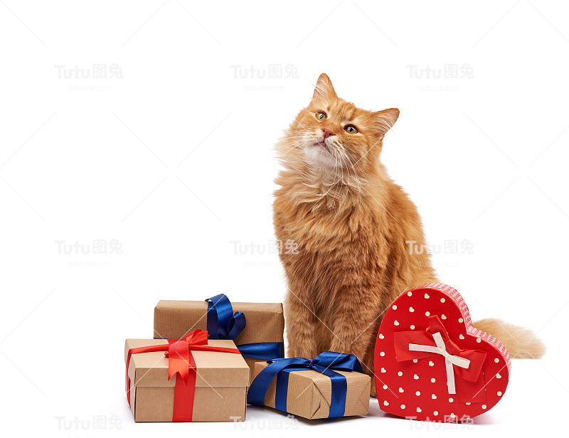 一只有趣的姜黄色成年猫坐在盒子中间，盒子用牛皮纸包裹，用绸带系着