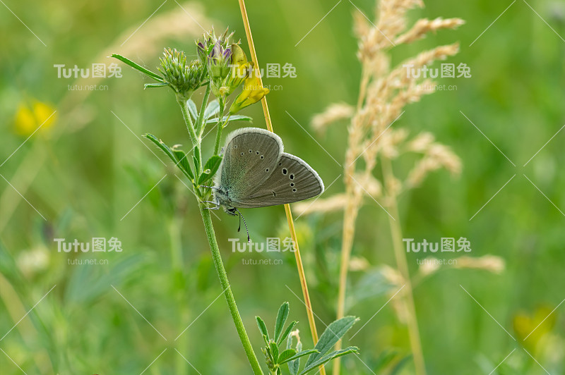 孤独的普通蓝色蝴蝶(Polyommatus icarus)坐在一片野豌豆花上