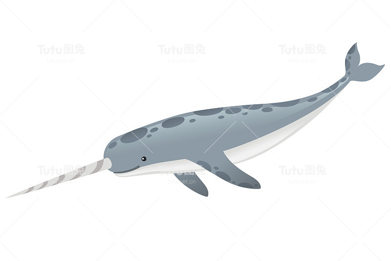 灰色独角鲸(Monodon monoceros)齿鲸与象牙卡通海洋人物设计平面矢量插图孤立在白色的背景