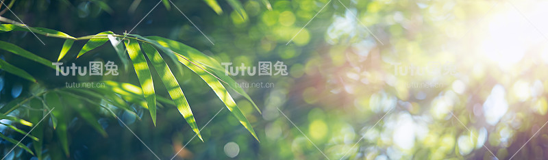 竹叶。