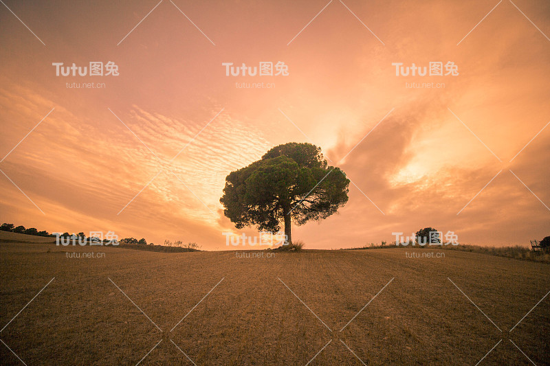 夕阳下孤零零的一棵树