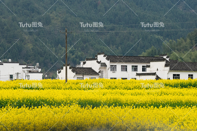 中国江西婺源最美的春油菜花田