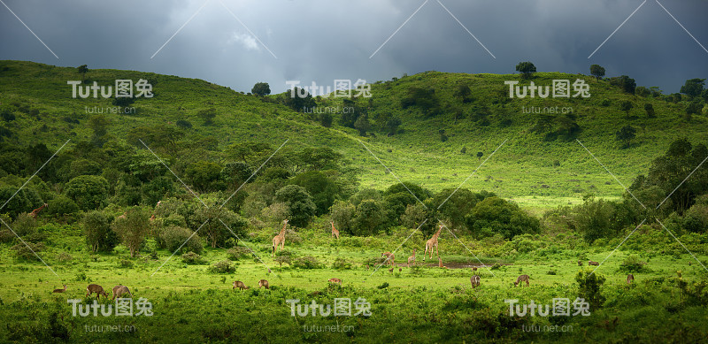 坦桑尼亚阿鲁沙国家公园的非洲野生动物全景。