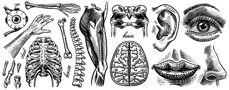 人体骨骼和肌肉的解剖学。器官系统。身体，胸腔和骨盆，心脏和大脑，眼睛和脊椎，感觉皮层。腿和胳膊。手绘雕刻生物插图