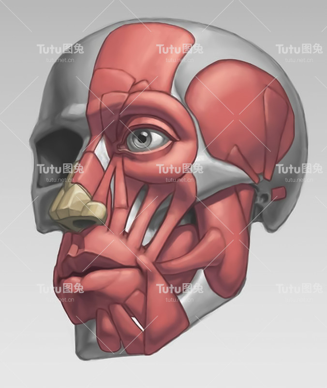 教程绘制肌肉和骨骼的人。人体解剖学。身体部分在绘图。