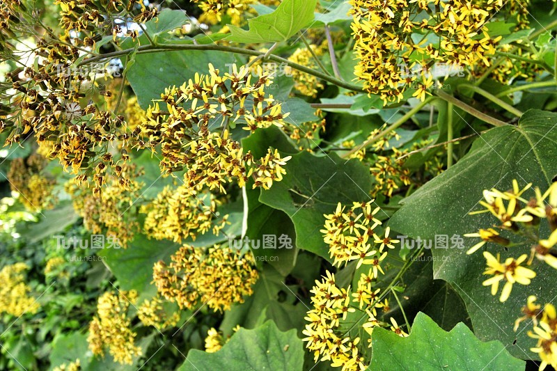 花园里五颜六色的蔷薇花
