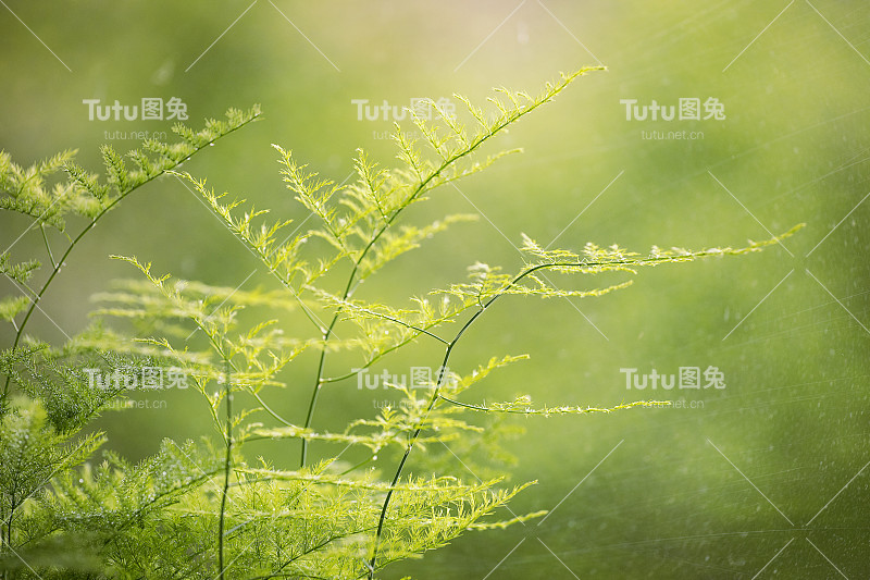 芦笋，芦笋草，绿色室内植物特写。芦笋的叶子在绿色的背景上。绿色植物在家里。