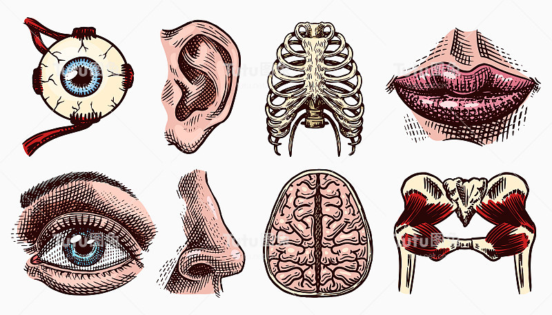人体骨骼和肌肉的解剖学。器官系统。胸腔，胸腔，骨盆，大脑，眼睛感觉皮层。手绘雕刻生物插图的医学海报或科学横幅