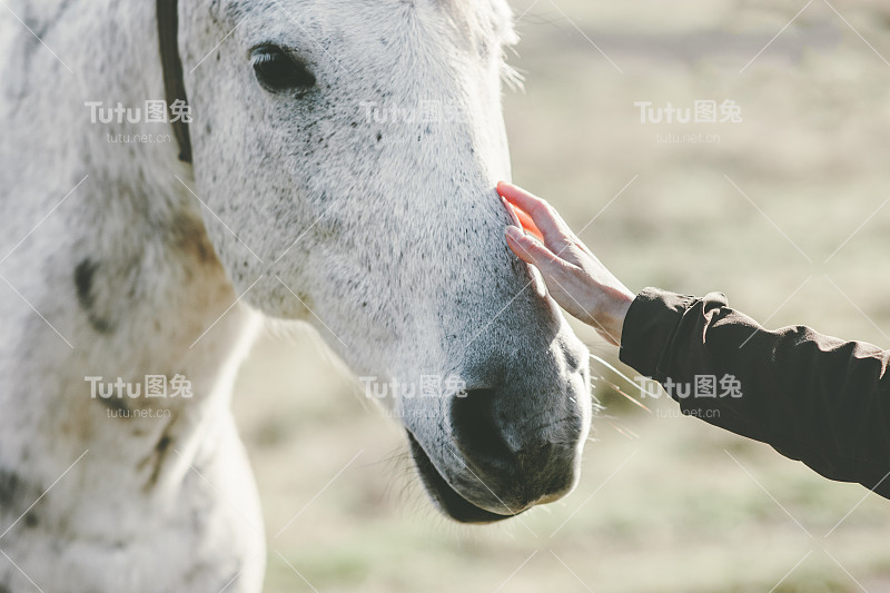 白马头手触摸生活方式动物和人的友谊旅游理念