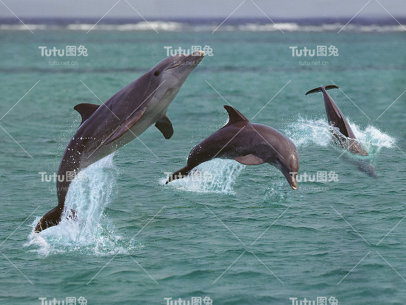 洪都拉斯，宽吻海豚tursiops，一群跃出水面