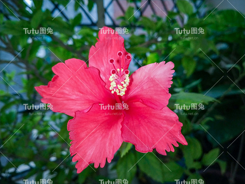 芙蓉(Gurhal)盛开的花朵和绿色的叶子在花园里